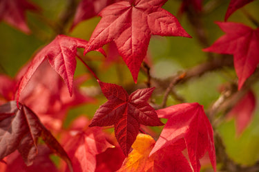 50 AMERICAN SWEETGUM Liquidambar Styraciflua Storax Alligator Sweet Gum Tree Seeds - Great Fall Color! Red Yellow Orange Purple